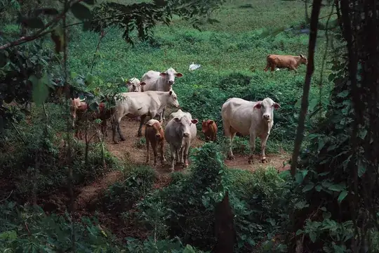 Hayvancılık